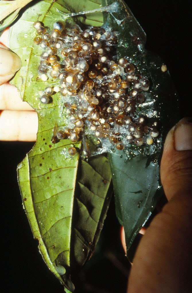 Geöffnetes Balttnest eines Koboldmakifrosches (Phyllomedusa tarsius)