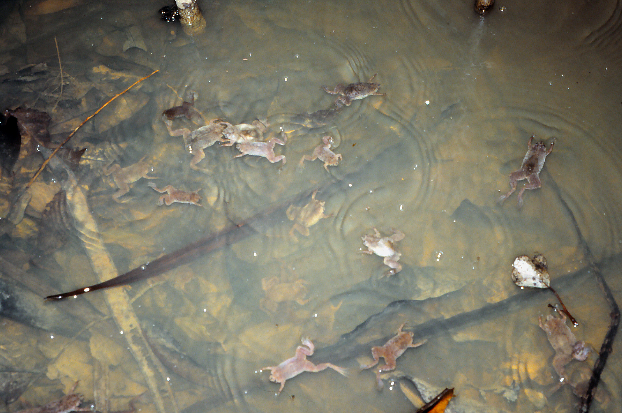 Die Wabenkröten schwimmen aufgeregt im Tümpel umher, weil das Blattnest eines Makifrosches aufgeplatzt ist und die Kaulquappen ins Wasser springen